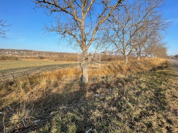 photo181279