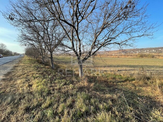 photo181278